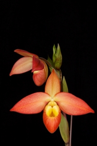 Phragmipedium Autumn Fire Liz HCC/AOS 79 pts.